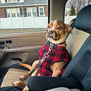 Nova is registered to the contest to win money with this photo: dog, canine, pet, passenger_seat, car, vehicle, sweater, red, black, leash, collar, sitting, indoors, travel, portrait, serious_expression, brown_fur, rainy, suburban, house