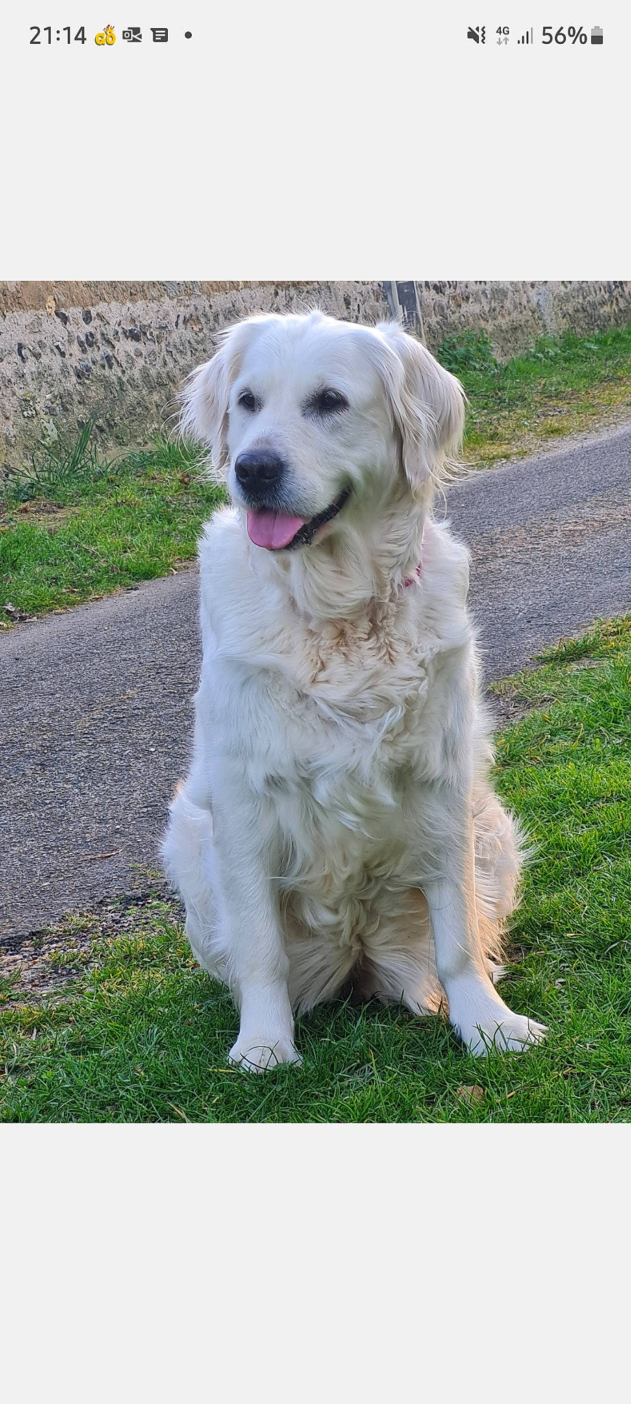 Hulya a rejoint le concours — aidez-le/la à gagner de superbes lots ! biting, canidae, carnivore, collar, companion_dog, dog, dog_breed, dog_collar, fang, fur, gas, grass, gun_dog, livestock_guardian_dog, plant, sporting_group, tail, terrestrial_animal, working_animal, working_dog