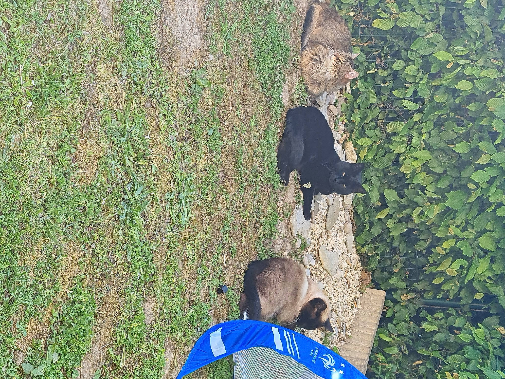 Marley a rejoint le concours — aidez-le/la à gagner de superbes lots ! adaptation, fun, grass, grass_family, grassland, groundcover, leisure, mammal, pasture, people_in_nature, plant, plantation, shadow, shrub, sitting, soil, spring, t_shirt, tree, vertebrate