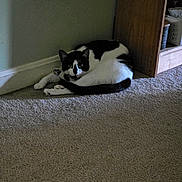 Loki is registered to the contest to win money with this photo: animal, black_and_white, carpet, cat, corner, cozy, curious, domestic, floor, furniture, household, indoor, looking, mammal, paws, pet, quiet, resting, tail, whiskers