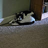 animal, black_and_white, carpet, cat, corner, cozy, curious, domestic, floor, furniture, household, indoor, looking, mammal, paws, pet, quiet, resting, tail, whiskers