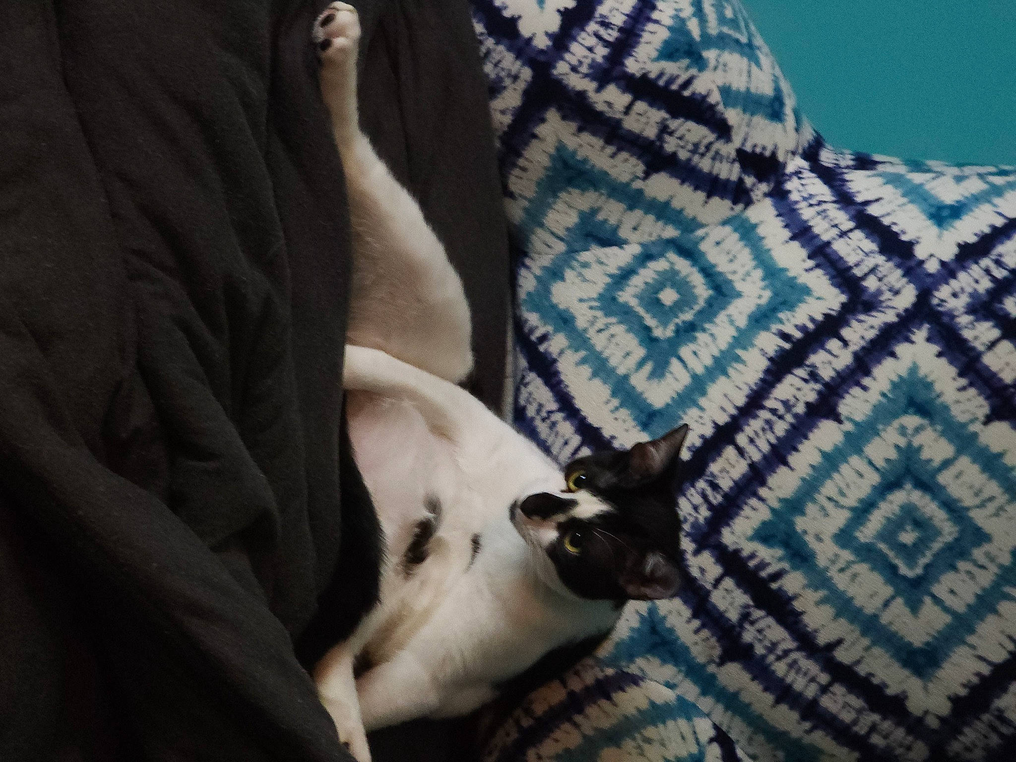 Loki joined the competition — help win amazing prizes! bedding, carnivore, comfort, companion_dog, couch, dog, dog_breed, fawn, felidae, fur, grey, human_leg, linens, pattern, pillow, small_to_medium_sized_cats, snout, toy_dog, whiskers, window