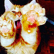 Carter Hart joined the competition — help win amazing prizes! cat, orange_cat, white_fur, paw, pink_paw_pads, close_up, feline, pet, animal, whiskers, mouth_open, playful, fur, cute, indoor, claws, stretching, tabby, mammal, domestic_cat