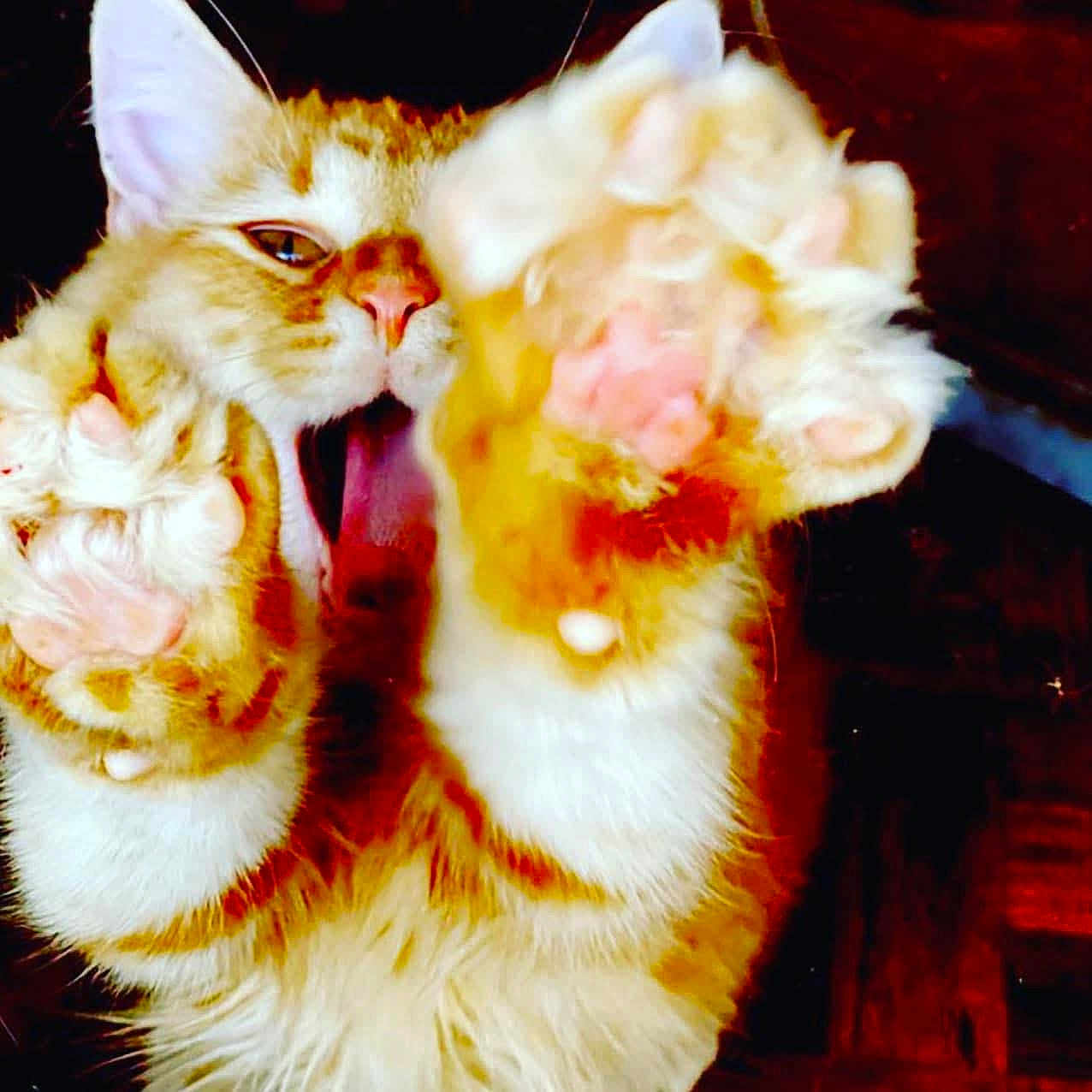 Carter Hart joined the competition — help win amazing prizes! cat, orange_cat, white_fur, paw, pink_paw_pads, close_up, feline, pet, animal, whiskers, mouth_open, playful, fur, cute, indoor, claws, stretching, tabby, mammal, domestic_cat