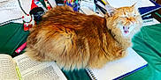Carter joined the competition — help win amazing prizes! cat, orange_tabby, yawning, fluffy, desk, papers, notebooks, pens, writing_utensils, study, clutter, tablecloth, green_tablecloth, open_book, spiral_notebook, stationery, office_supplies, indoor, pet, feline