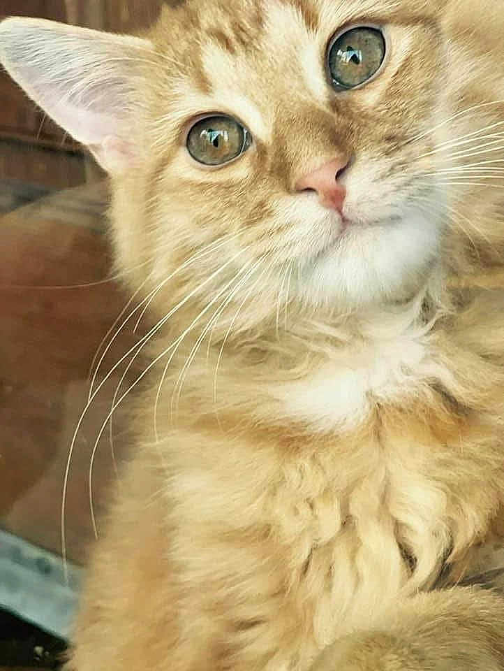 Carter joined the competition — help win amazing prizes! cat, orange_tabby, fluffy, close_up, whiskers, curious_eyes, pet, feline, animal, cute, portrait, domestic_cat, indoor, soft_fur, muzzle, nose, ears, head, face, young_cat