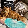 Carter is registered to the contest to win money with this photo: cat, orange_tabby, bed, blanket, pillow, text_on_pillow, paris, cozy, feline, pet, indoor, resting, fur, cute, animal, mammal, relaxed, domestic, soft, comfortable