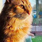 Carter joined the competition — help win amazing prizes! cat, orange_cat, fluffy_fur, portrait, close_up, window, mesh_screen, sunlight, outdoor_view, pet, animal, whiskers, feline, looking_out, domestic_cat, fur_texture, side_profile, indoor, daylight, curiosity