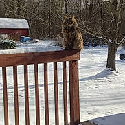 Hunter is registered to the contest to win money with this photo: cat, fluffy, snow, wooden_railing, backyard, winter, tree, shed, outdoor, animal, pet, feline, nature, cold, sunlight, quiet, season, daytime, fur, perched