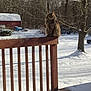 cat, fluffy, snow, wooden_railing, backyard, winter, tree, shed, outdoor, animal, pet, feline, nature, cold, sunlight, quiet, season, daytime, fur, perched