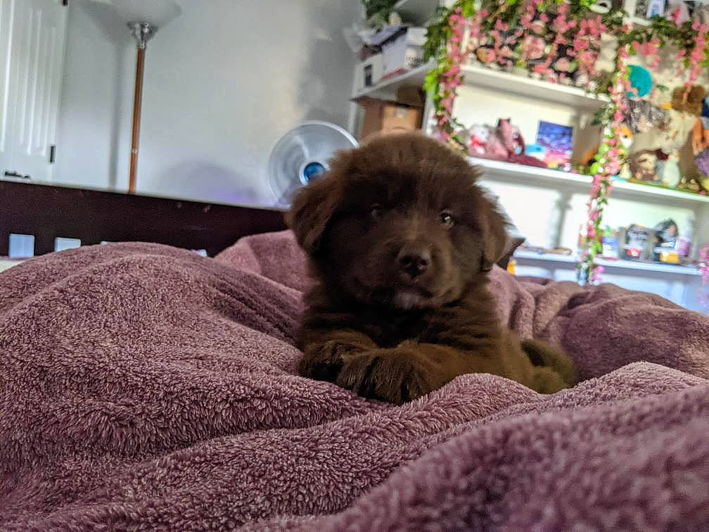 Paddington is registered to the contest to win money with this photo: canidae, carnivore, comfort, companion_dog, dog, dog_breed, fawn, felidae, fur, grey, linens, liver, retriever, room, small_to_medium_sized_cats, snout, sporting_group, terrestrial_animal, whiskers, working_animal