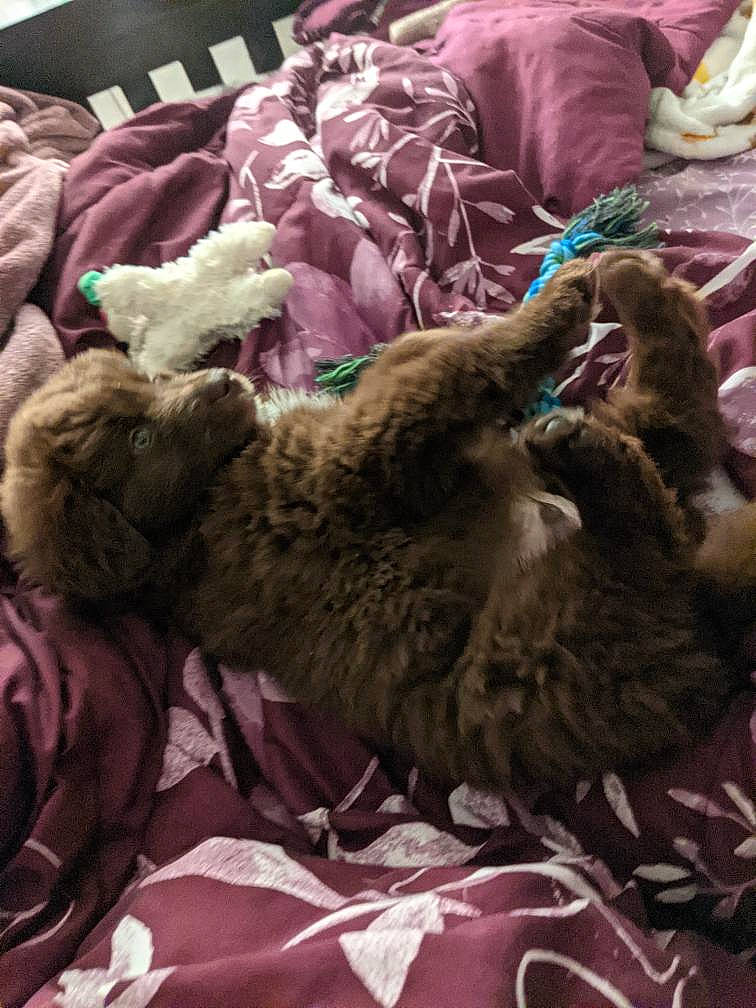 Paddington is registered to the contest to win money with this photo: bed, bedding, brown, canidae, carnivore, comfort, companion_dog, dog_breed, felidae, fur, linens, liver, magenta, natural_material, pink, purple, room, small_to_medium_sized_cats, sporting_group, textile