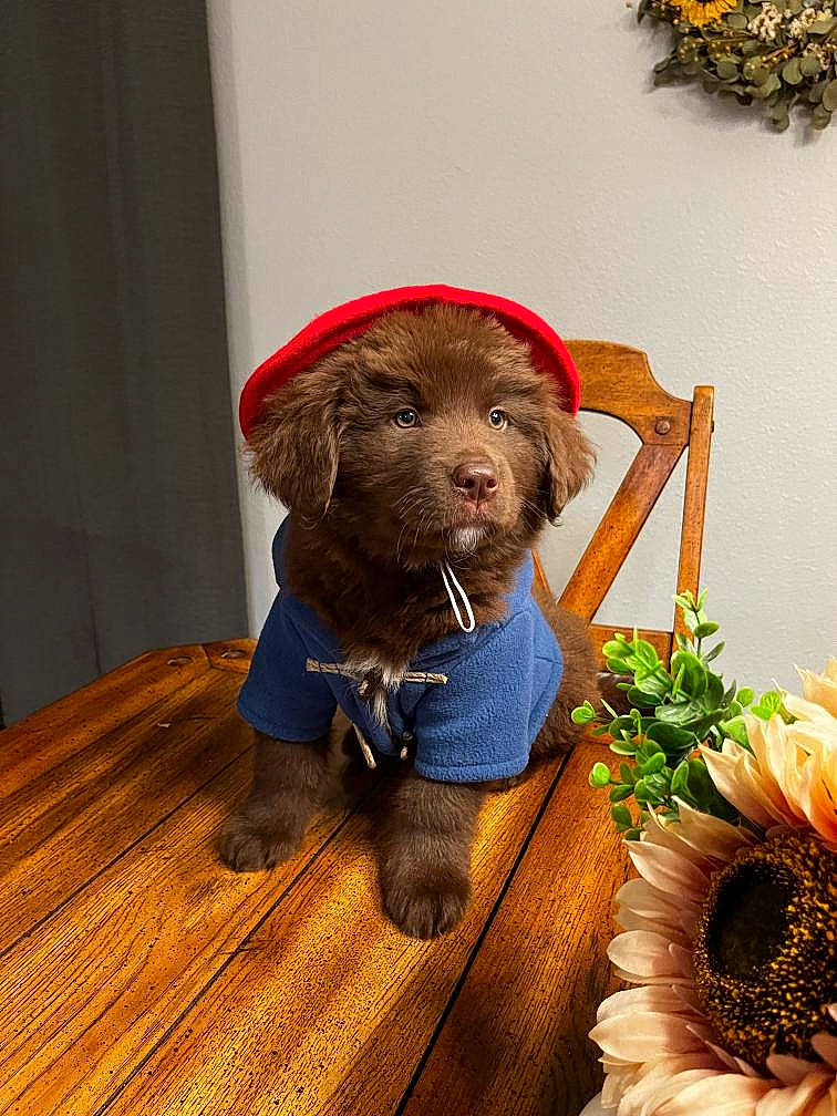 Paddington is registered to the contest to win money with this photo: canidae, carnivore, companion_dog, cut_flowers, dog, dog_breed, fashion_accessory, fawn, flower, flower_arranging, fur, hardwood, hat, liver, pet_supply, plant, snout, sporting_group, wood, working_animal