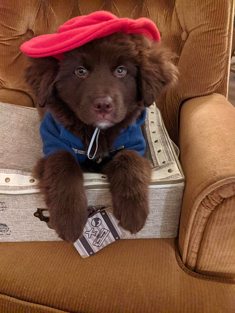 Paddington is registered to the contest to win money with this photo: brown, canidae, carnivore, collar, companion_dog, dog, dog_breed, dog_collar, fashion_accessory, fur, hat, liver, pet_supply, pointing_breed, puppy, retriever, snout, spaniel, sporting_group, working_animal