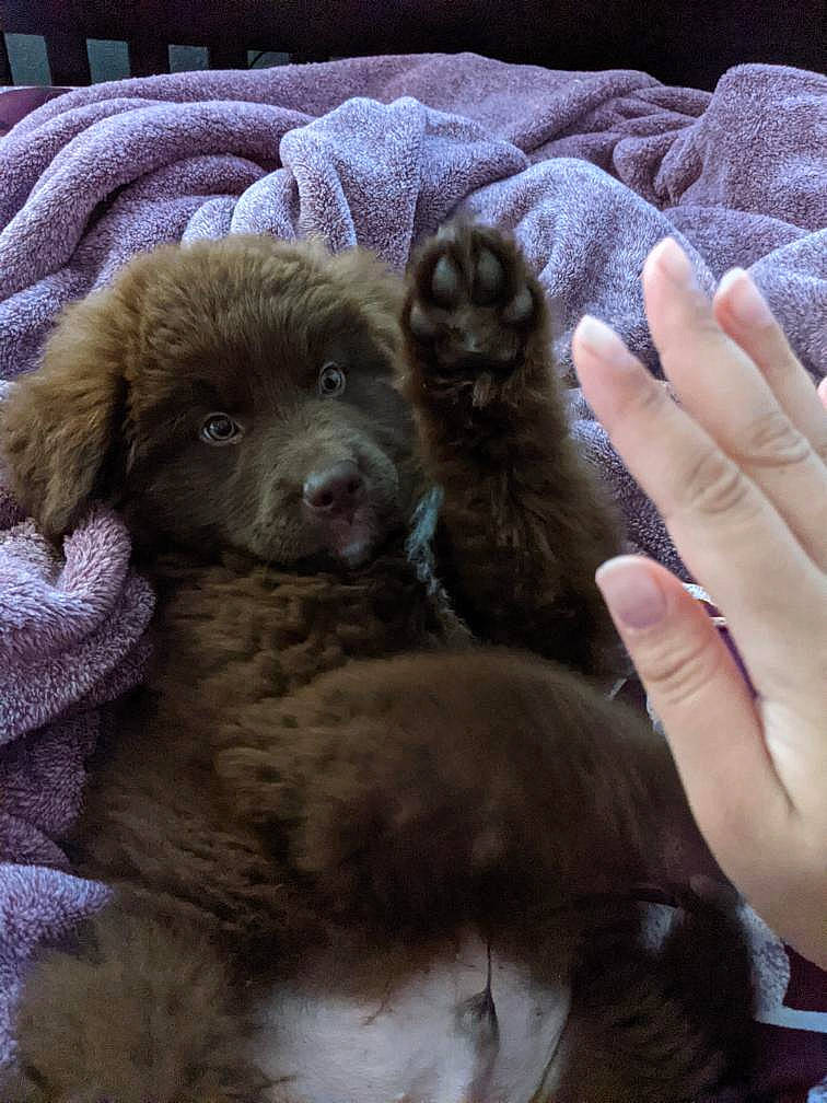 Paddington is registered to the contest to win money with this photo: canidae, carnivore, companion_dog, dog, dog_breed, fawn, fur, gesture, liver, nail, puppy, puppy_love, snout, sporting_group, terrestrial_animal, thumb, tibetan_spaniel, toy_dog, working_animal