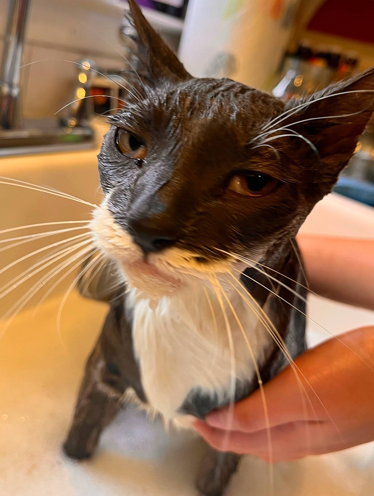 Piece joined the competition — help win amazing prizes! carnivore, cat, claw, domestic_short_haired_cat, ear, fawn, felidae, fur, houseplant, paw, plant, small_to_medium_sized_cats, snout, whiskers, wildlife, window