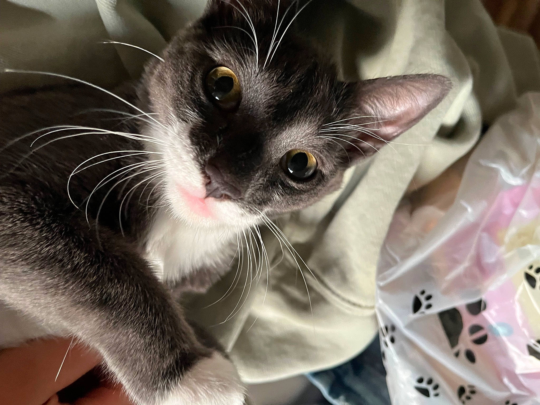 Piece joined the competition — help win amazing prizes! carnivore, cat, claw, close_up, comfort, domestic_short_haired_cat, ear, eye, eyelash, felidae, foot, fur, gesture, iris, nail, paw, small_to_medium_sized_cats, snout, tail, whiskers