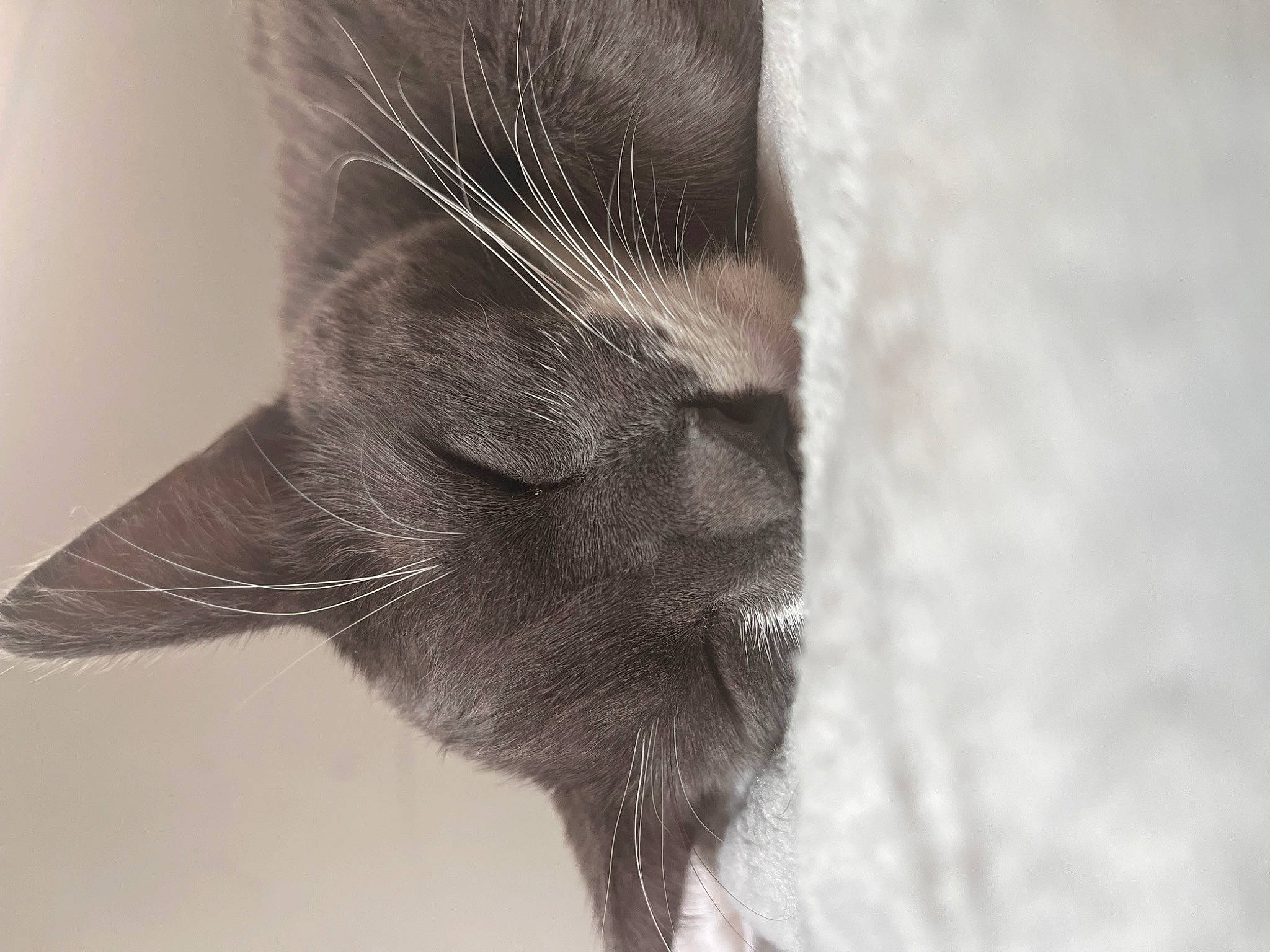 Piece is registered to the contest to win money with this photo: carnivore, cat, claw, domestic_short_haired_cat, eyelash, feather, felidae, fur, grey, human_body, macro_photography, monochrome, monochrome_photography, paw, small_to_medium_sized_cats, snout, tail, tree, whiskers, wildlife