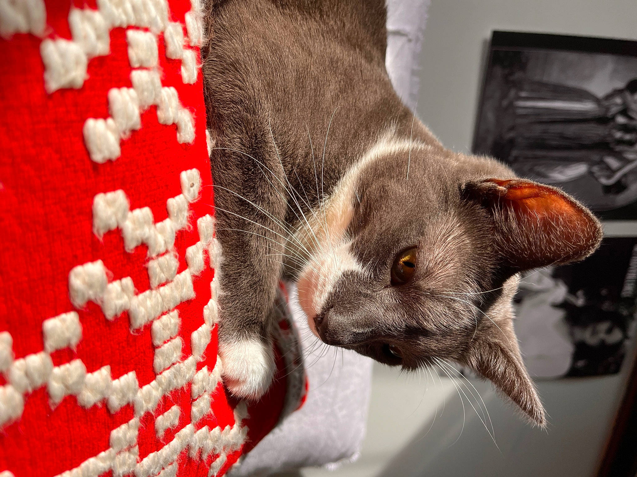 Piece joined the competition — help win amazing prizes! carmine, carnivore, cat, cat_supply, claw, close_up, comfort, dog_breed, domestic_short_haired_cat, fawn, felidae, fur, human_leg, pattern, paw, picture_frame, small_to_medium_sized_cats, snout, tail, whiskers