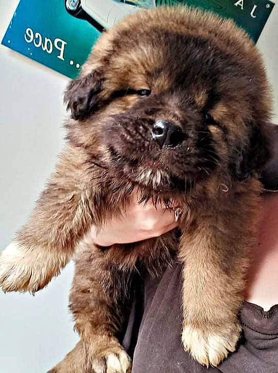 Max participe au concours pour gagner de l'argent avec cette photo : ancient_dog_breeds, canidae, carnivore, claw, companion_dog, dog, dog_breed, fawn, fur, liver, paw, snout, sporting_group, terrestrial_animal, toy_dog, whiskers, working_animal