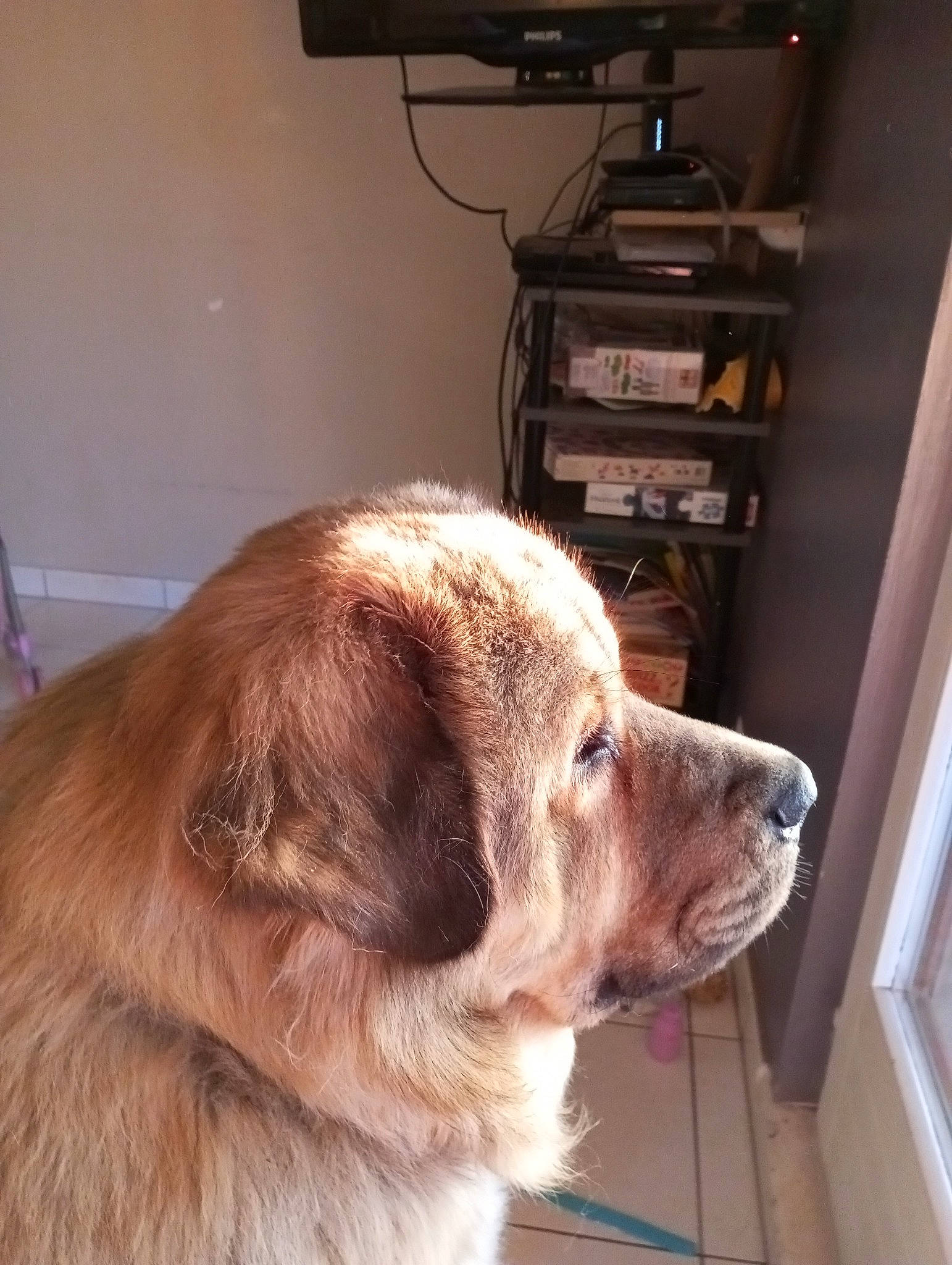 Max a rejoint le concours — aidez-le/la à gagner de superbes lots ! carnivore, collar, companion_dog, dog, dog_breed, door, fawn, flooring, fur, hardwood, liver, paw, room, snout, sporting_group, tail, terrestrial_animal, whiskers, wood, working_animal