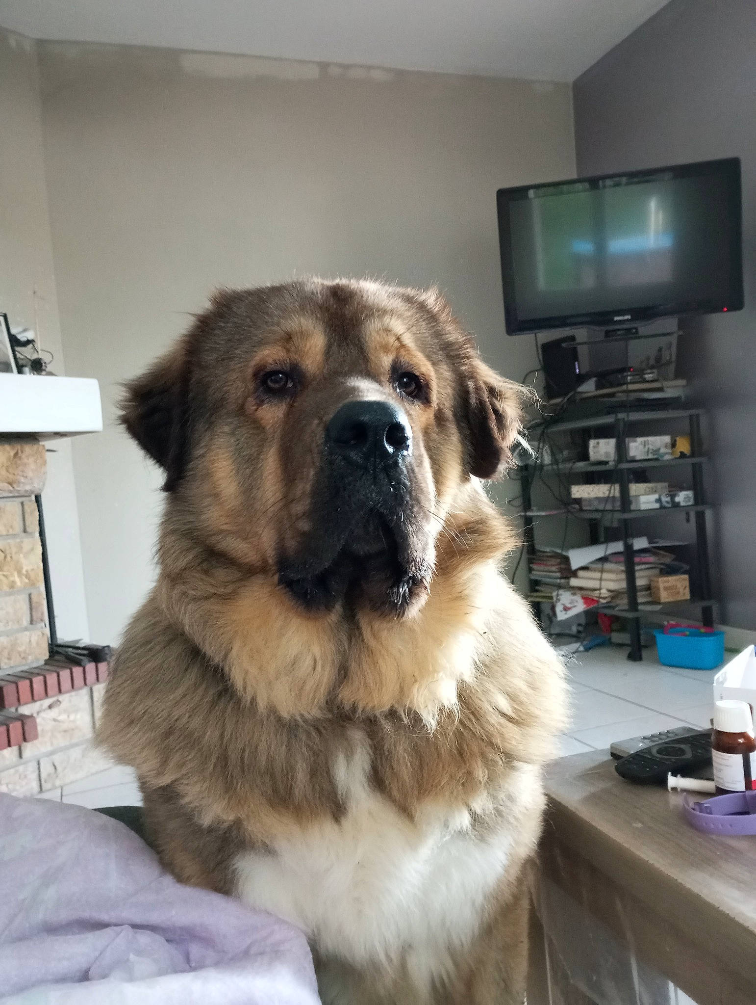 Max a rejoint le concours — aidez-le/la à gagner de superbes lots ! ancient_dog_breeds, cabinetry, canidae, carnivore, companion_dog, dog, dog_breed, fawn, fur, giant_dog_breed, guard_dog, home_appliance, king_shepherd, shelf, snout, sporting_group, television, whiskers, working_animal, working_dog