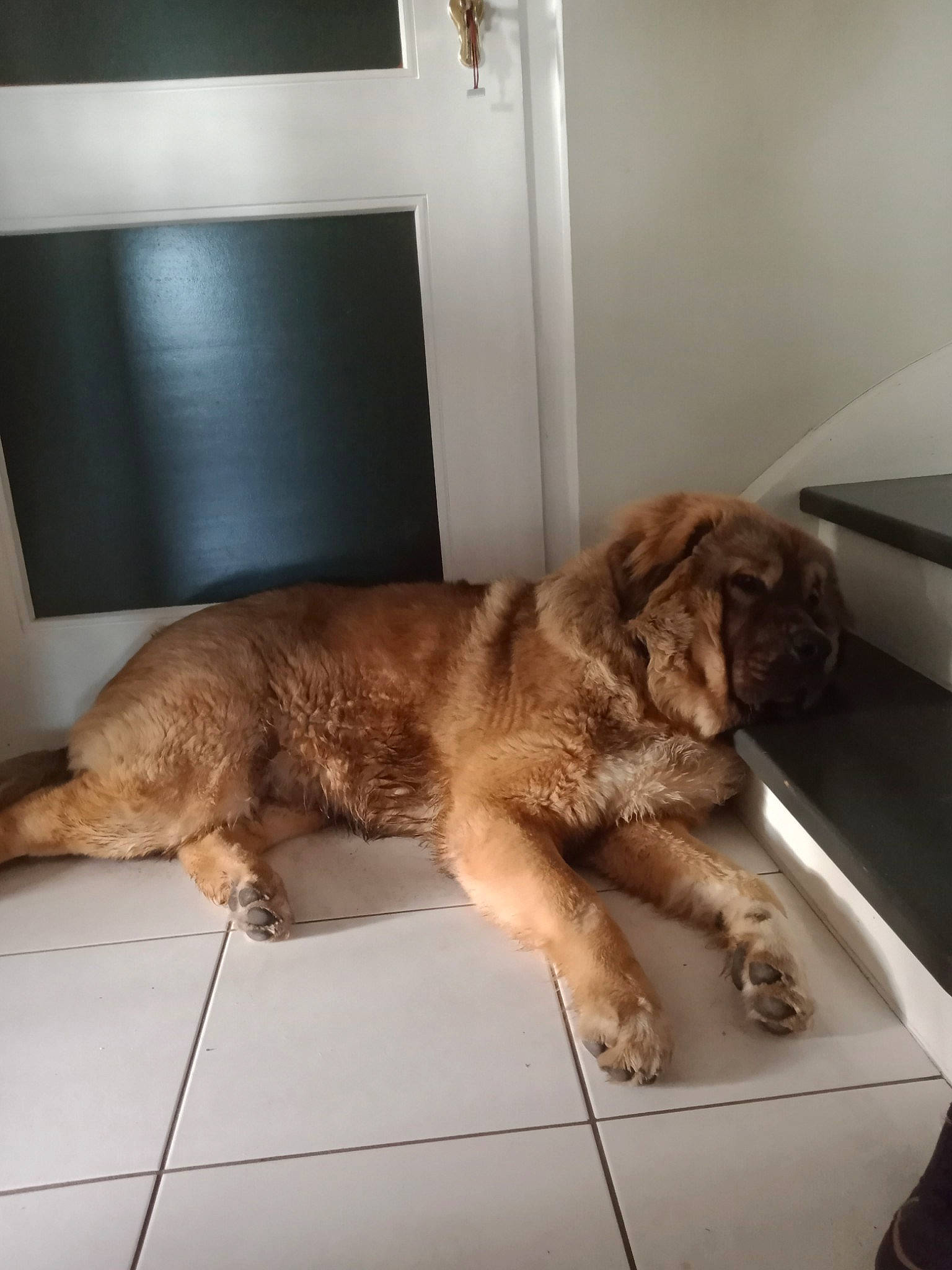 Max participe au concours pour gagner de l'argent avec cette photo : canidae, carnivore, claw, comfort, companion_dog, dog, dog_breed, fawn, felidae, flooring, fur, liver, paw, small_to_medium_sized_cats, snout, sporting_group, tail, terrestrial_animal, whiskers, wood