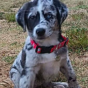 Freya participe au concours pour gagner de l'argent avec cette photo : animal, building, collar, curious, cute, dog, ears, field, fur, grass, nature, outdoor, pet, playful, puppy, rural, sitting, snout, stone, young