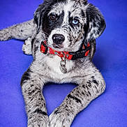 Freya participe au concours pour gagner de l'argent avec cette photo : puppy, dog, heterochromia, collar, tag, lying_down, speckled_fur, black_and_white, brown_eye, blue_eye, pet, domestic_animal, cute, portrait, studio_lighting, purple_background, animal, young_dog, fur_pattern, adorable