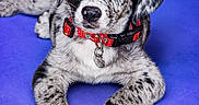 Freya participe au concours pour gagner de l'argent avec cette photo : adorable, animal, black_and_white, blue_eye, brown_eye, collar, cute, dog, domestic_animal, fur_pattern, heterochromia, lying_down, pet, portrait, puppy, purple_background, speckled_fur, studio_lighting, tag, young_dog