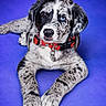 puppy, dog, heterochromia, collar, tag, lying_down, speckled_fur, black_and_white, brown_eye, blue_eye, pet, domestic_animal, cute, portrait, studio_lighting, purple_background, animal, young_dog, fur_pattern, adorable