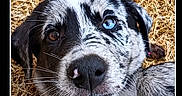 Freya a rejoint le concours — aidez-le/la à gagner de superbes lots ! puppy, dog, close_up, heterochromia, blue_eye, brown_eye, grass, outdoor, young_dog, pet, animal, cute, playful, lying_down, fur, black_and_white, nose, whiskers, portrait, headshot