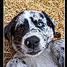 puppy, dog, close_up, heterochromia, blue_eye, brown_eye, grass, outdoor, young_dog, pet, animal, cute, playful, lying_down, fur, black_and_white, nose, whiskers, portrait, headshot