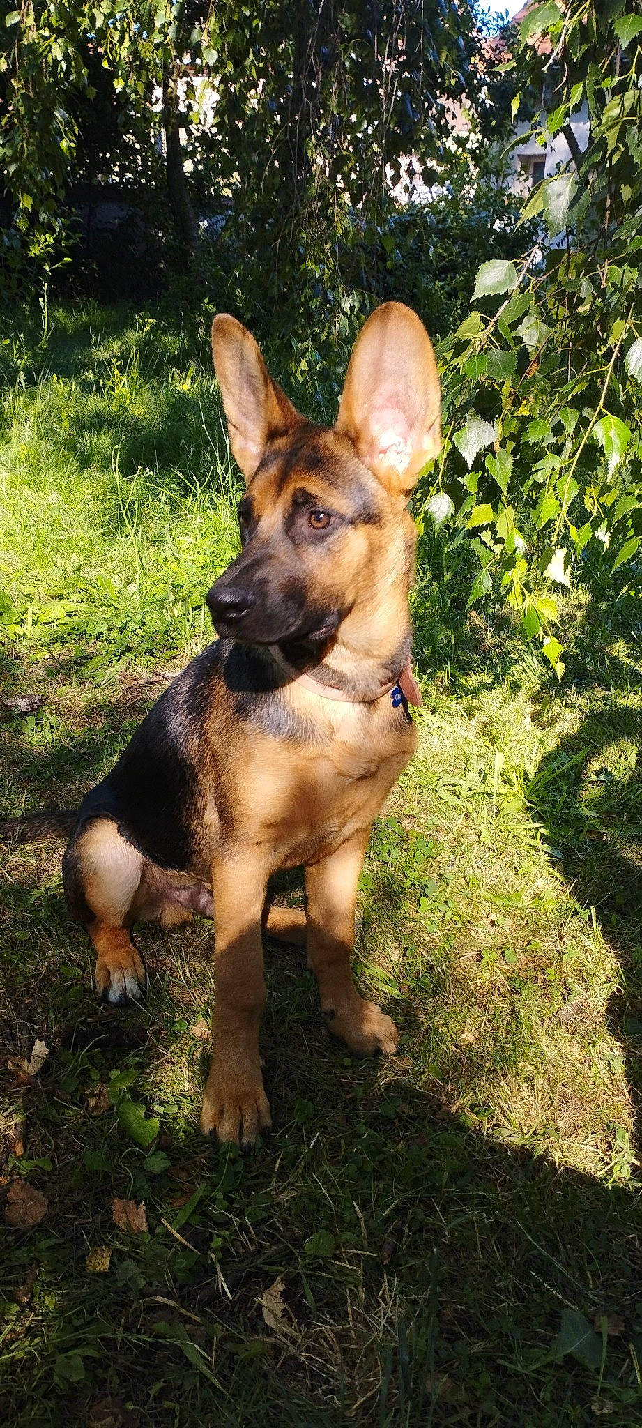 Tokyo participe au concours pour gagner de l'argent avec cette photo : canidae, carnivore, companion_dog, dog, dog_breed, east_european_shepherd, fawn, german_shepherd_dog, grass, guard_dog, herding_dog, plant, snout, sporting_group, terrestrial_animal, terrestrial_plant, working_animal, working_dog