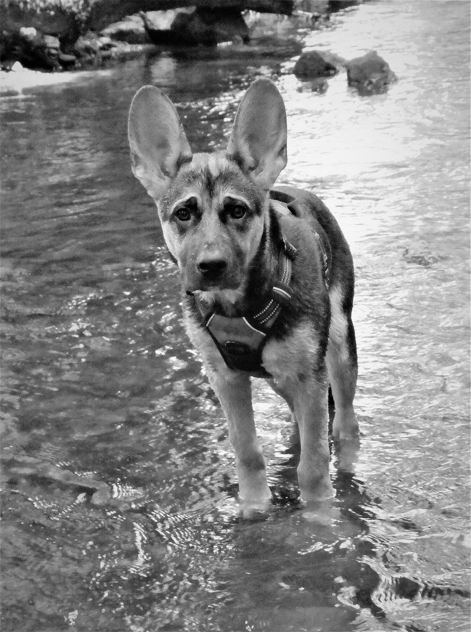 Tokyo a rejoint le concours — aidez-le/la à gagner de superbes lots ! black_and_white, canidae, carnivore, dog, dog_breed, fawn, happy, monochrome, monochrome_photography, nature, snout, soil, sporting_group, stock_photography, street_dog, style, terrestrial_animal, water, wood, working_animal