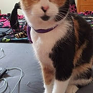 Za Za joined the competition — help win amazing prizes! animal, bed, blanket, calico, cat, collar, curious, domestic, dressing_table, earphones, ears, feline, fur, furniture, indoor, paws, pet, remote_control, room, whiskers