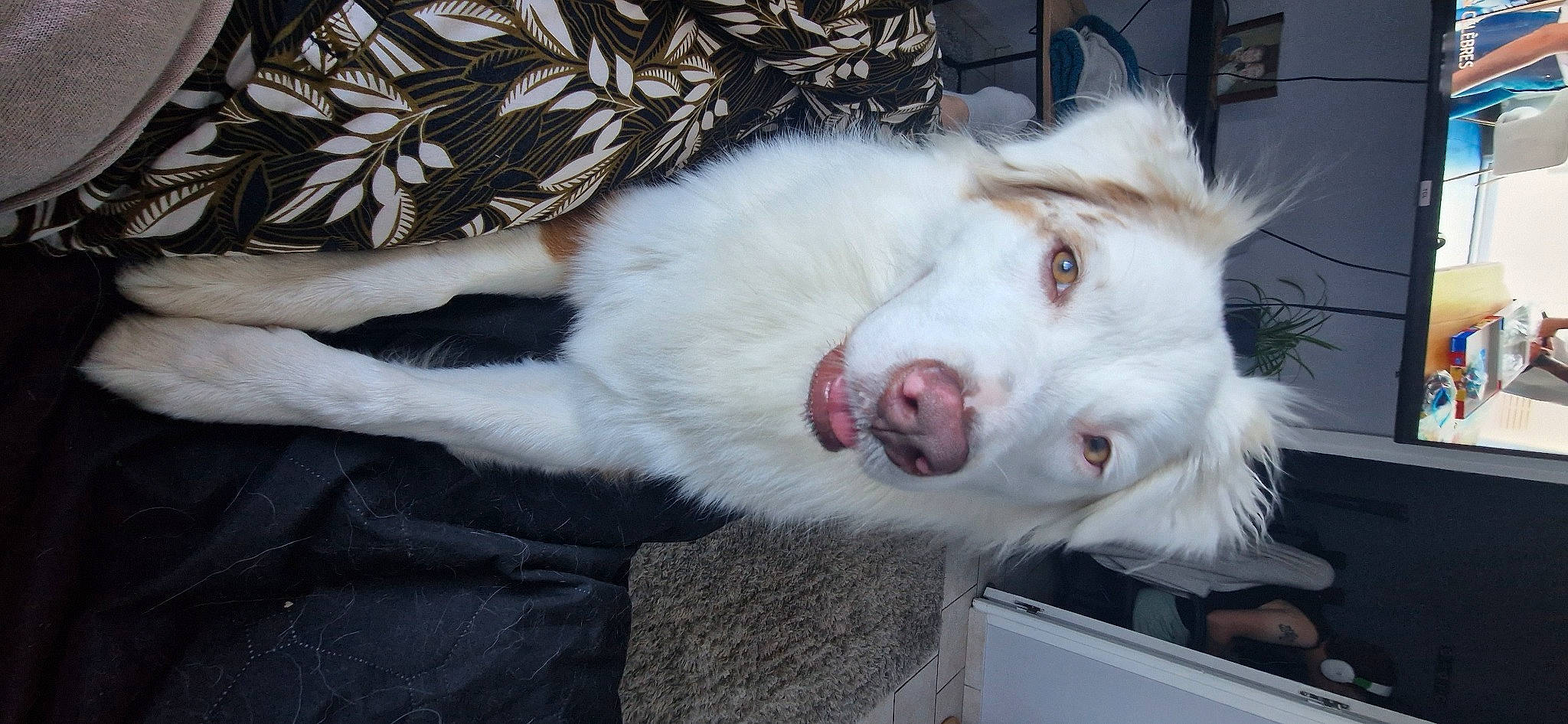 Jersey a rejoint le concours — aidez-le/la à gagner de superbes lots ! american_eskimo_dog, carnivore, claw, comfort, companion_dog, dog, dog_breed, fang, felidae, foot, fur, non_sporting_group, paw, puppy, samoyed, small_to_medium_sized_cats, snout, sporting_group, whiskers, yawn