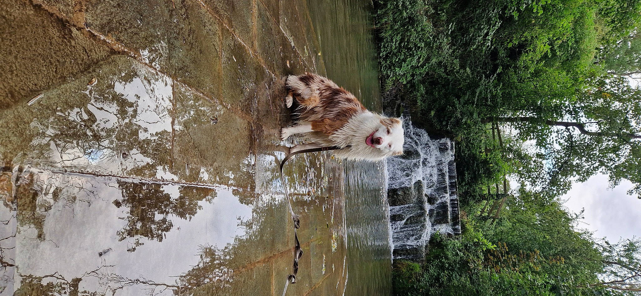 Jersey a rejoint le concours — aidez-le/la à gagner de superbes lots ! bank, beak, felidae, grass, lake, plant, pond, reflection, sporting_group, tail, terrestrial_animal, tree, trunk, twig, water, watercourse, wetland, whiskers, wildlife, wood