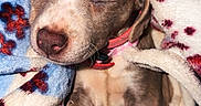 Luna joined the competition — help win amazing prizes! puppy, dog, sleeping, blanket, cozy, cute, pet, fur, collar, resting, animal, indoors, comfort, snuggled, paw, relaxation, soft, young, domestic_animal, warm