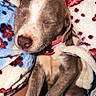 puppy, dog, sleeping, blanket, cozy, cute, pet, fur, collar, resting, animal, indoors, comfort, snuggled, paw, relaxation, soft, young, domestic_animal, warm