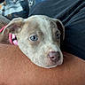 Luna is registered to the contest to win money with this photo: puppy, dog, blue_eyes, resting, person, arm, car_interior, casual, close_up, cute, pet, collar, brown_fur, white_markings, relaxed, indoor, human, animal, companion, travel