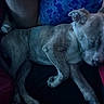 Luna joined the competition — help win amazing prizes! puppy, dog, sleeping, blanket, person, blue_shirt, resting, cozy, indoor, fur, paw, ear, face, closed_eyes, comfort, cuddle, nap, bedtime, warm, relaxation