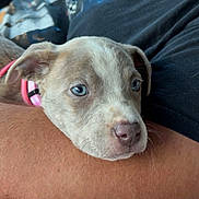 Luna is registered to the contest to win money with this photo: puppy, dog, blue_eyes, resting, car_interior, human_arm, black_shirt, graphic_tshirt, window, pink_collar, close_up, cute, pet, animal, young_dog, calm, cozy, travel, text_overlay, indoor