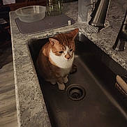 Oliver is registered to the contest to win money with this photo: cat, sink, kitchen, countertop, faucet, glass_pitcher, plastic_container, drying_mat, orange_cat, white_cat, domestic, indoor, pet, glove, purple_glove, marble_countertop, chair, floor, household, quiet