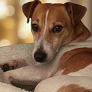 Bounty participe au concours pour gagner de l'argent avec cette photo : animal, bed, brown_and_white, canine, close_up, cozy, cute, dog, ears, fur, indoor, looking, nose, paw, pet, portrait, relaxed, resting, soft_texture, warm_light