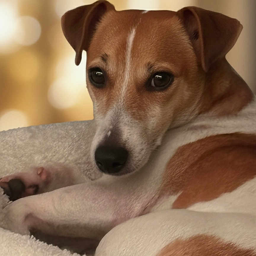 Bounty participe au concours pour gagner de l'argent avec cette photo : animal, bed, brown_and_white, canine, close_up, cozy, cute, dog, ears, fur, indoor, looking, nose, paw, pet, portrait, relaxed, resting, soft_texture, warm_light