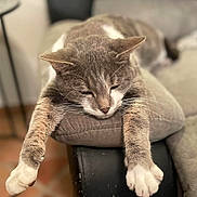 Sakura participe au concours pour gagner de l'argent avec cette photo : animal, armrest, cat, closeup, couch, cozy, domestic_cat, feline, fur, gray_cat, home, indoor, paw, pet, relaxed, resting, sleeping, stretching, whiskers, white_paws