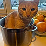 cat, orange_cat, pot, kitchen_counter, window, fruit_bowl, oranges, lemons, bananas, indoor, pet, curious, animal, domestic_cat, household, reflection, daylight, closeup, feline, cooking_pot