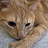 cat, ginger_cat, close_up, resting, paw, whiskers, fur, animal, pet, indoor, relaxed, sleepy, face, ears, nose, texture, background, blue, soft, calm