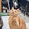 cat, orange_tabby, paw, snow, outdoor, shoes, broom, curious, feline, winter, playful, fur, animal, pet, snowflakes, background, floor, household_items, domestic_cat, closeup